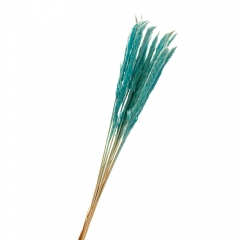 Пампасна трава Блакитна, стабілізована (8213-043)