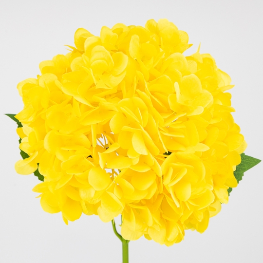 Штучна гортензія, жовта, 67 см (2026-009/yellow) Штучна гортензія, жовта, 67 см (2026-009/yellow)