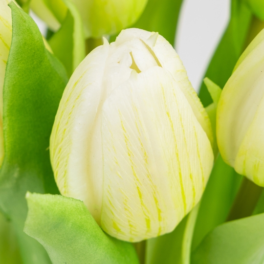 Букет латексних тюльпанів, 7 бутонів, біло-зелений, 31 см (2026-006/white)