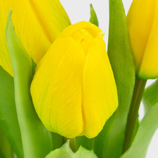 Букет латексных тюльпанов, 7 бутонов, желто-зеленый, 31 см (2026-006/yellow)