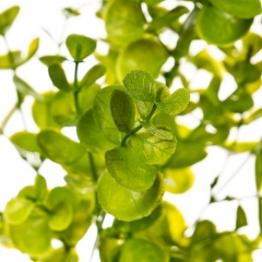 Гілка Евкаліпту, 34 см (2001-001)