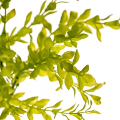 Квітка Самшиту, 37 см (2001-004)