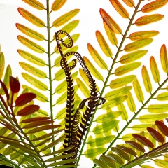 Гілка папороті червоно-жовта штучна (8408-053)