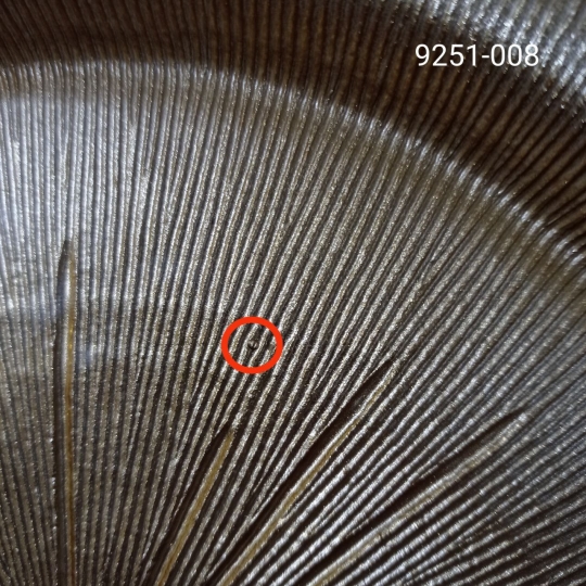 УЦІНКА Тарілка УЦІНКА Тарілка