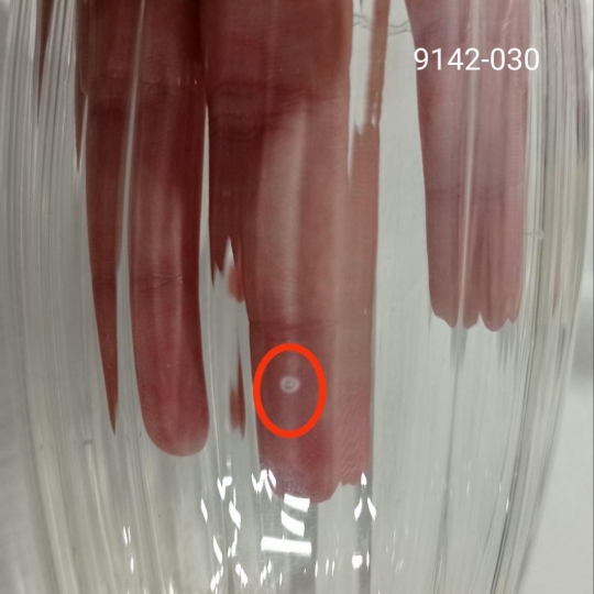 УЦІНКА Склянка з подвійними стінками УЦІНКА Склянка з подвійними стінками