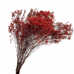 Кермек Красный, стабилизированный (8213-050)