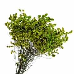 Кермек Зелений, стабілізований (8213-052)