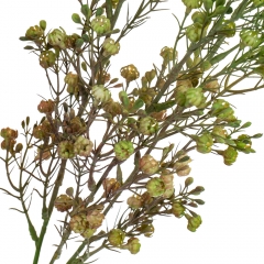 Гілка сухоцвіту польового зелена (8100-002)