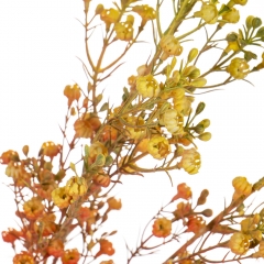 Гілка сухоцвіту польового помаранчева (8100-005)