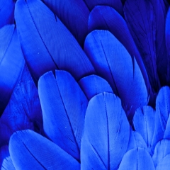 Декоративне пір