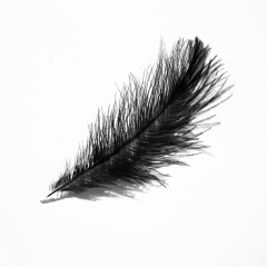 Декоративне пір