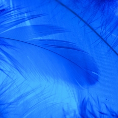 Декоративне пір