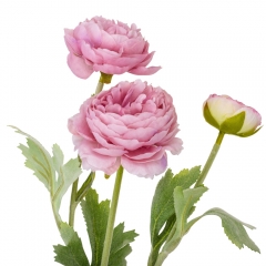 Роза пионовидная, нежно-розовая, 50 см. (9160-003)