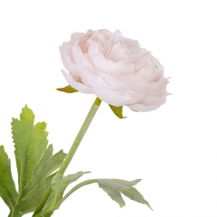 Роза пионовидная, кремовая, 50 см. (9160-004)