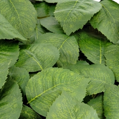 Штучне листя троянди, зелене, 250 г (9230-011)