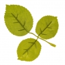 Искусственные листья розы, зелёные, 250 г (9230-011)