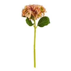 Букет "Гортензия комнатная" оранжевая (8114-012)