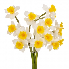 Букет нарцисів "Натхнення", білий, 50 см (9129-006)