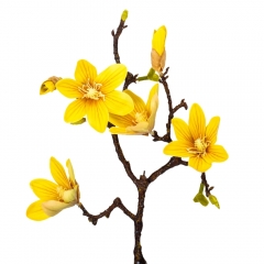 Магнолия "Марго", желтая, 60 см (9160-008)