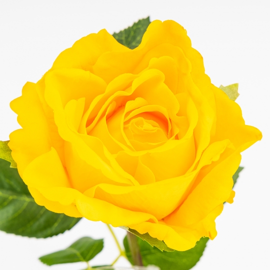 Искусственная роза с эффектом живого прикосновения, желтая, 73 см (2025-003) Искусственная роза с эффектом живого прикосновения, желтая, 73 см (2025-003)