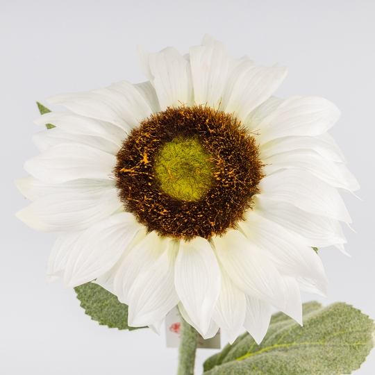 Искусственный подсолнух с эффектом живого прикосновения, белый, 62 см (2025-013) Искусственный подсолнух с эффектом живого прикосновения, белый, 62 см (2025-013)